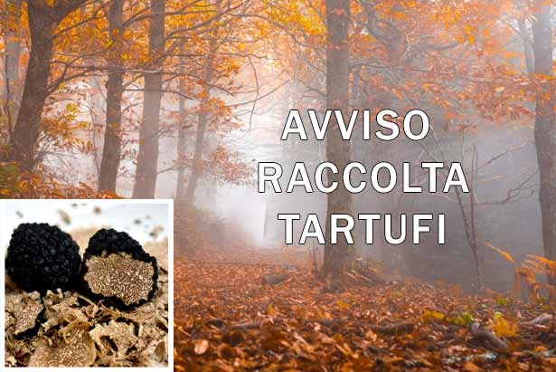 Raccolta tartufi