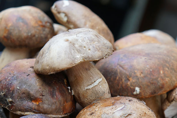raccolta funghi